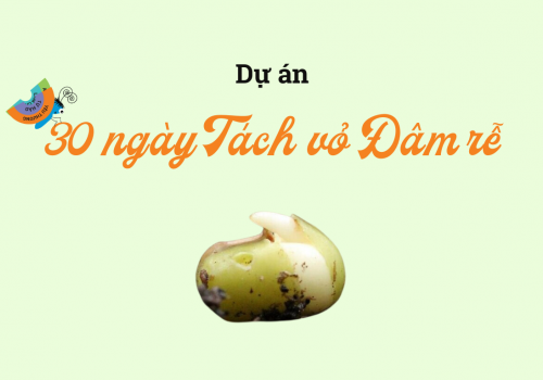 Hạt giống Nguyên mẫu | Dự án 